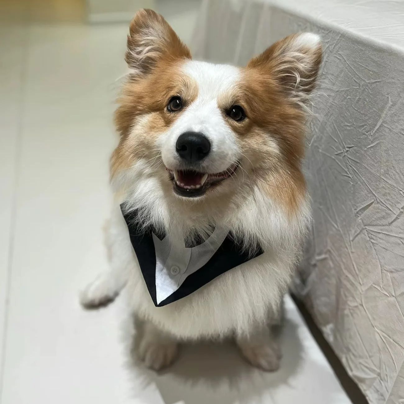 Pet Dog Clothes Fashion Party  - Suit Supply Wedding Party 评论和价格
